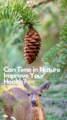 a deer standing in the grass with a pine cone on it's head and text that reads can time in nature improve your health?