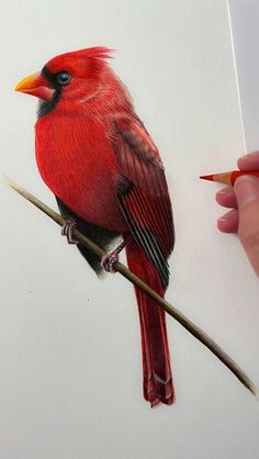 a drawing of a red bird sitting on top of a branch with a pencil in it's hand