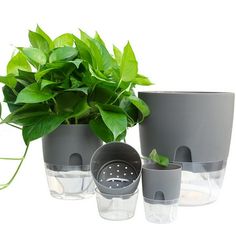 three pots with plants in them and one has a strainer on the bottom that is attached to it