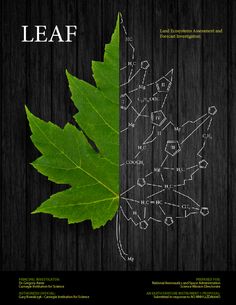 a leaf is shown with the names of its branches and leaves on it's side