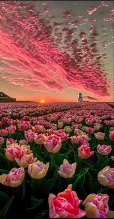 pink and yellow tulips in a field with the sun setting behind them on a cloudy day