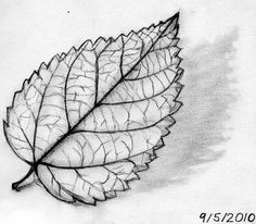 a pencil drawing of a leaf