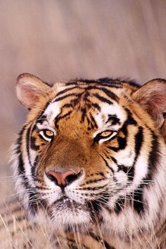 a large tiger walking across a dry grass covered field with its eyes open and looking at the camera