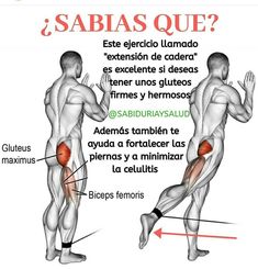 an image of a man with muscles highlighted and labeled in spanish, the words sabias que?