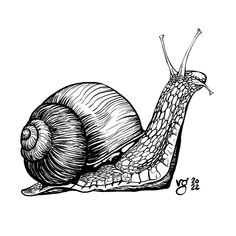 a black and white drawing of a snail