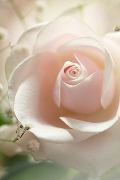 a pink rose with white flowers in the background