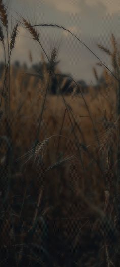 an image of some grass in the field