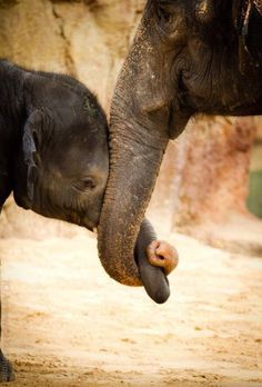 an adult elephant and a baby elephant standing next to each other