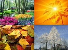 four different pictures with trees and flowers in the middle one has sun shining on it