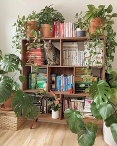 a cat sitting on top of a book shelf filled with books next to potted plants