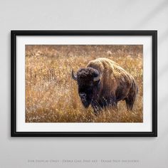 a bison is standing in the tall grass