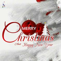 merry christmas and happy new year greeting card with red baubles on white tree branches