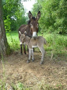 two donkeys standing next to each other near a tree