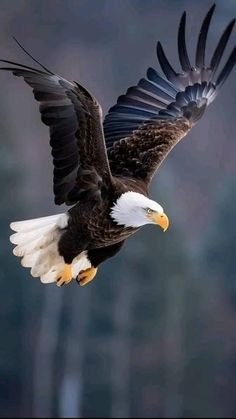 an eagle flying in the air with its wings spread out and it's talon extended