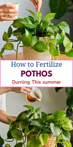 "Pothos plant care, Fertilizing indoor plants, Pothos plant food, Fertilizer 
for houseplants, Pothos plant nutrition, Best fertilizer for Pothos, Pothos 
plant feeding schedule, Fertilizing Pothos plant, Pothos plant growth, 
Fertilizer for indoor vines." Pothos Plant Care, Pothos Plants, Plant Party, Flower Garden Design, Pothos Plant