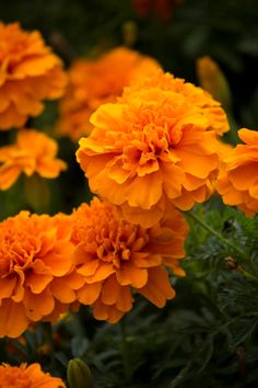 yellow flowers with green leaves in the background