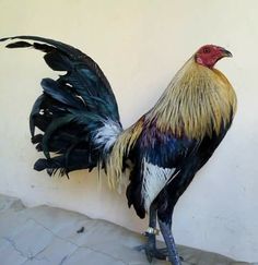 a rooster standing next to a white wall