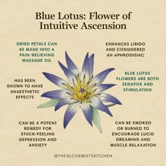 the blue lotus flower is labeled in several different words, including information about its meaning