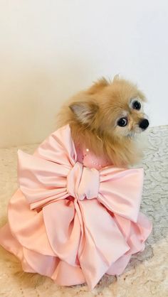 a small dog wearing a pink dress on top of a bed