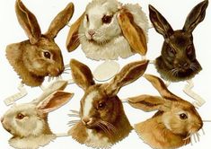 an image of rabbit heads on a white background