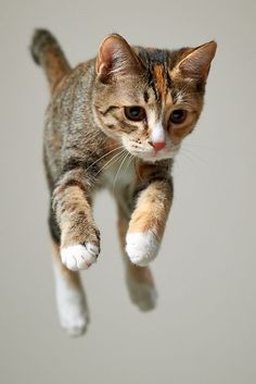 a cat is jumping up in the air