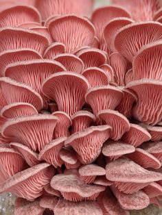 a cluster of pink mushrooms growing out of the ground