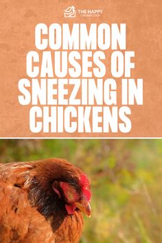 Why Is My Chicken Sneezing? | The Happy Chicken Coop