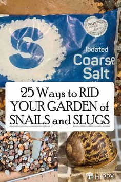 the cover of coastal salt magazine with pictures of snails and slugs