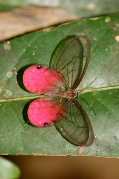 a pink butterfly sitting on top of a green leaf