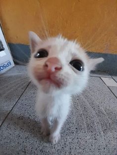 a small white kitten standing on top of a tile floor