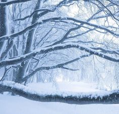 a snow covered park bench in the middle of a snowy forest with lots of trees