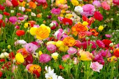 many different colored flowers in the grass