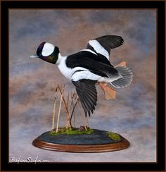 a black and white bird is standing on top of some twigs with its wings spread