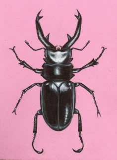 a drawing of a beetle on a pink background