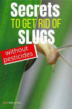 a snail crawling on top of a green leaf with the words, secrets to get rid of slugs without pesticides