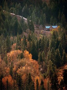 a cabin nestled in the woods surrounded by trees with yellow leaves on it's branches