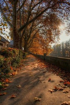 the road is lined with trees and leaves on both sides, as if in autumn or fall