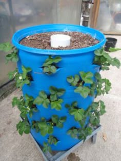 a blue plastic container with plants growing in it and a white candle on the top