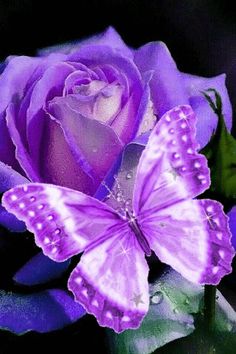 a purple rose with a butterfly on it