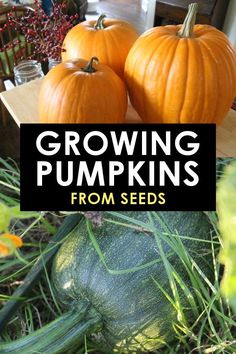 Dreaming of growing pumpkins in your backyard gardenFind out how to grow pumpkinswhen to plant pumpkins for a perfect harvest