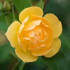 a yellow flower with green leaves in the background