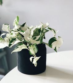 a potted plant sitting on top of a white table next to a black vase