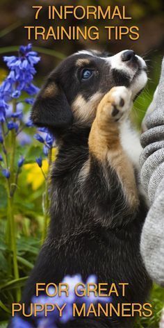 a person holding a puppy in their lap with the caption, 7 informal training tips for great puppy manners