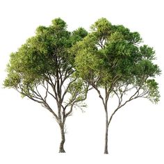 three trees with green leaves are shown in front of a white background and the bottom one is