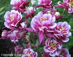 pink flowers are blooming in the garden