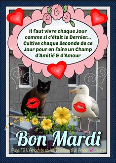 a poster with a cat and a bird in front of a window, the caption says bon mardi