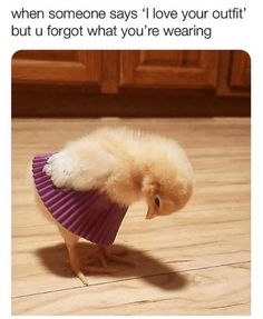 a small chicken with a purple fan around its neck