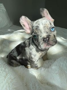 a small dog with blue eyes sitting on a white blanket