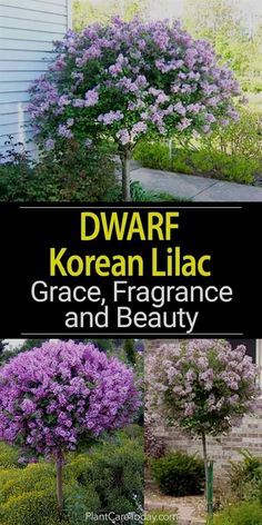 Korean Lilac, Patio Trees, Border Plants, Garden Shrubs, Garden Yard Ideas, Front Yard Landscaping Design, Outdoor Landscaping