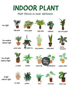 an indoor plant chart with different house plants